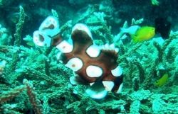 photo taken at phuket by Bok Leng Tan 